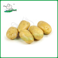 Holland Seed Potato / batatas frescas chinesas / batata fresca